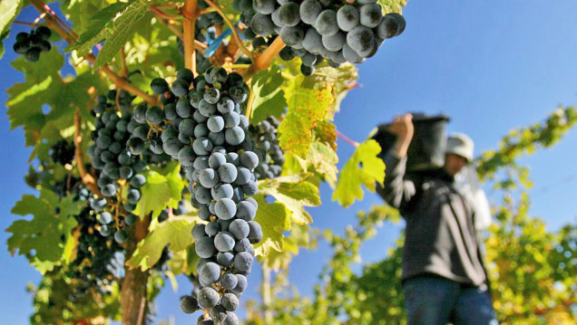 imagen Invitan a participar de concurso que fomenta prácticas sustentables en vitivinicultura