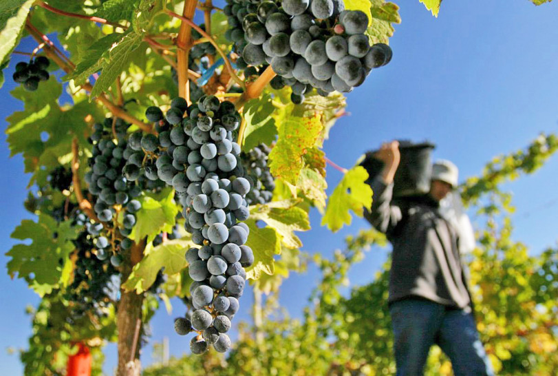 imagen Invitan a participar de concurso que fomenta prácticas sustentables en vitivinicultura