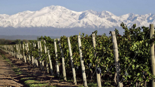 imagen Egresado desarrolló proyecto sobre sustentabilidad de la vitivinicultura